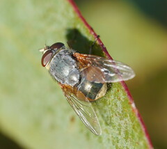 Calliphora augur
