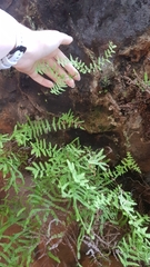 Gleichenia