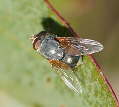 Calliphora augur