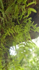 Gleichenia
