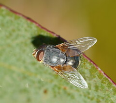 Calliphora augur