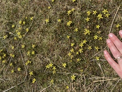 Ranunculus gracilipes
