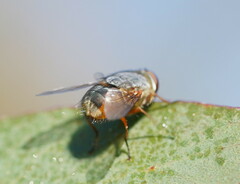 Calliphora augur