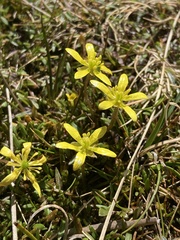 Ranunculus gracilipes