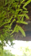 Gleichenia