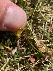 Ranunculus gracilipes