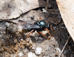 Sericophorus
