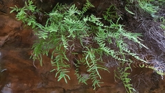 Gleichenia