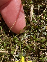 Ranunculus gracilipes