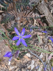 Hemerocallidoideae