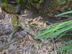 Hemerocallidoideae