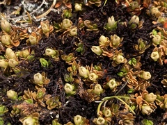 Gaultheria nubicola