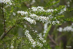 Leptospermum juniperinum