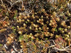 Gaultheria nubicola