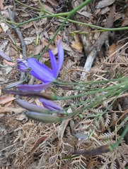 Hemerocallidoideae