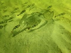 Tetractenos glaber