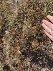 Gaultheria nubicola