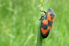 Cercopis vulnerata