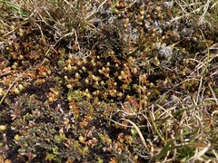 Gaultheria nubicola