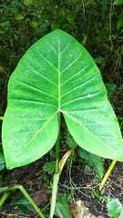 Xanthosoma sagittifolium