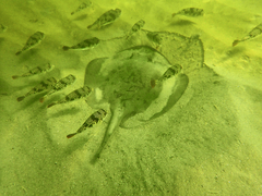 Tetractenos glaber