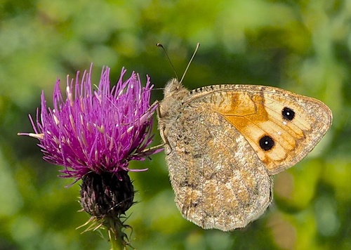 Pseudochazara alpina