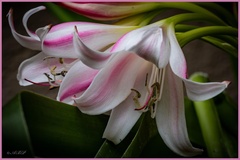 Crinum macowanii