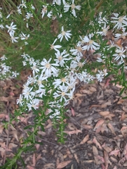 Olearia ramulosa
