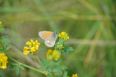 Coenonympha glycerion