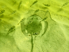 Tetractenos glaber