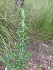Olearia ramulosa