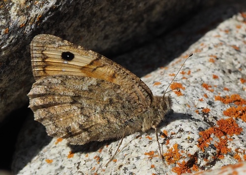 Pseudochazara alpina