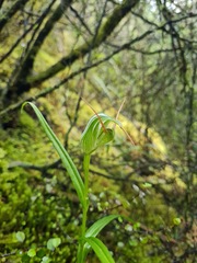 Pterostylis banksii