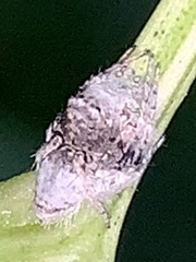 Hamataliwa