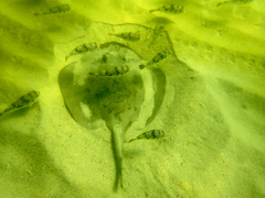 Tetractenos glaber