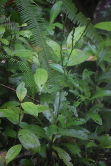 Pseudelephantopus spicatus