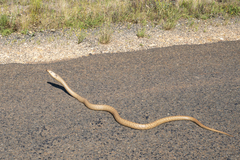 Pseudonaja aspidorhyncha