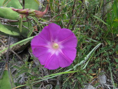 Ipomoea ignava