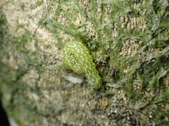 Austramathes purpurea