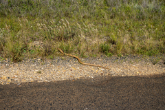 Pseudonaja aspidorhyncha