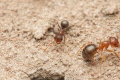 Melophorus bruneus