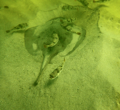 Tetractenos glaber