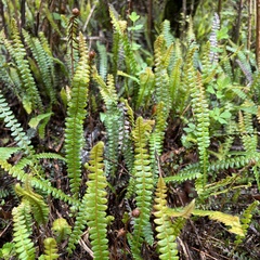 Blechnum penna-marina