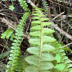 Blechnum penna-marina