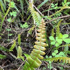 Blechnum penna-marina