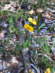 Dillwynia tenuifolia