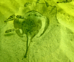 Tetractenos glaber