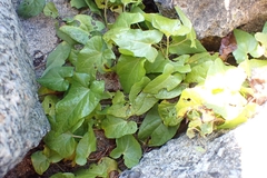 Convolvulaceae