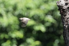 Yungipicus moluccensis