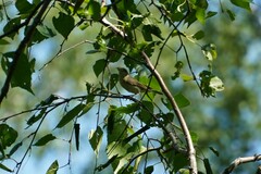 Phylloscopus trochilus